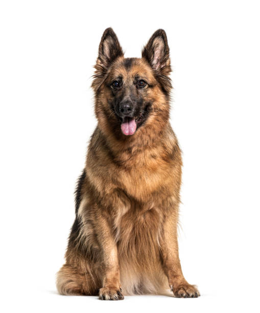 istock Panting and sitting German Shepherd, isolated on white 1218045952