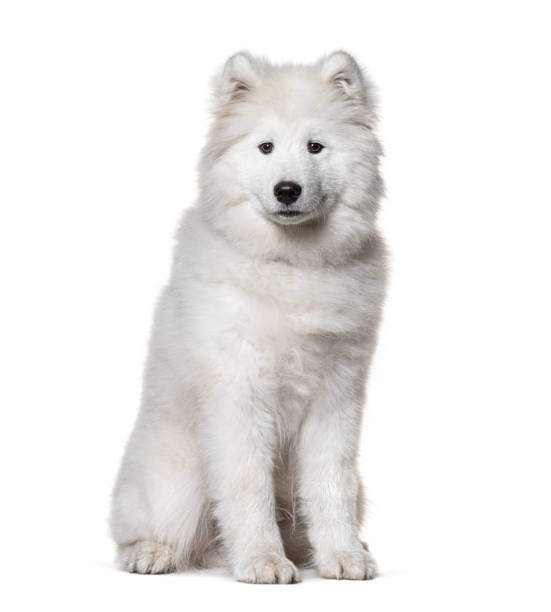 istock Sitting white Samoyed dog, isolated on white 1218045964