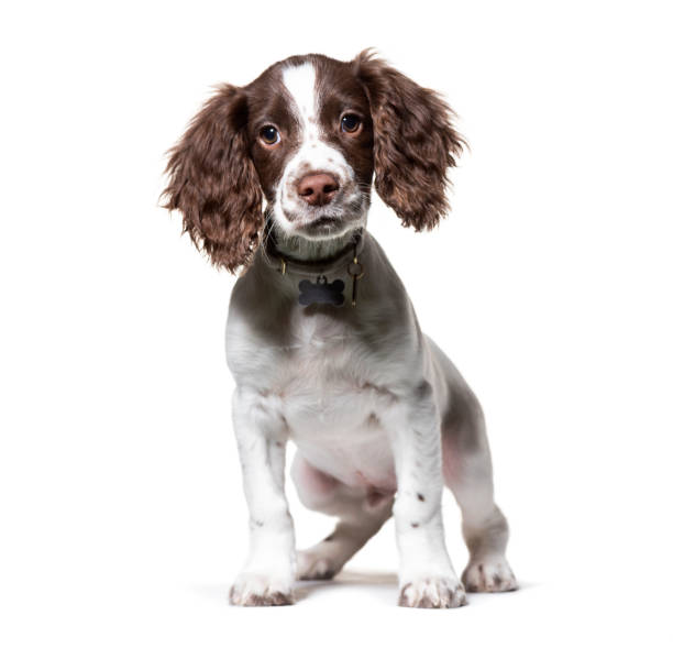 Young English Springer Spaniel, isolated on white Young English Springer Spaniel, isolated on white spaniel stock pictures, royalty-free photos & images