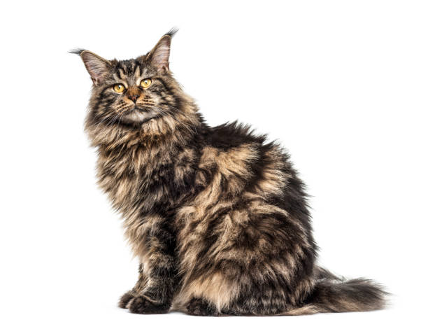 istock Rear view of a sitting Maine coon looking back 1218046025