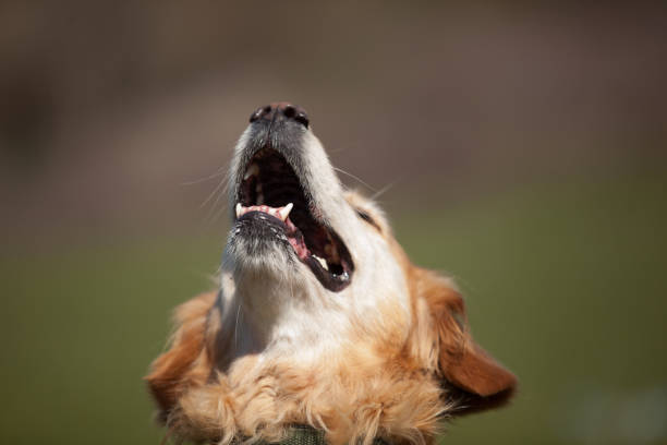 boca de perros de cerca con los ojos abiertos - dog smiling animal tongue pink fotografías e imágenes de stock