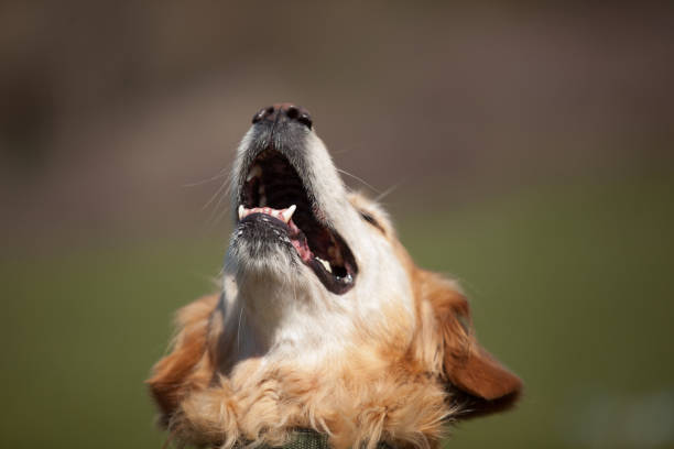 istock Dogs Mouth Close Up with Eyes Open 1218046031
