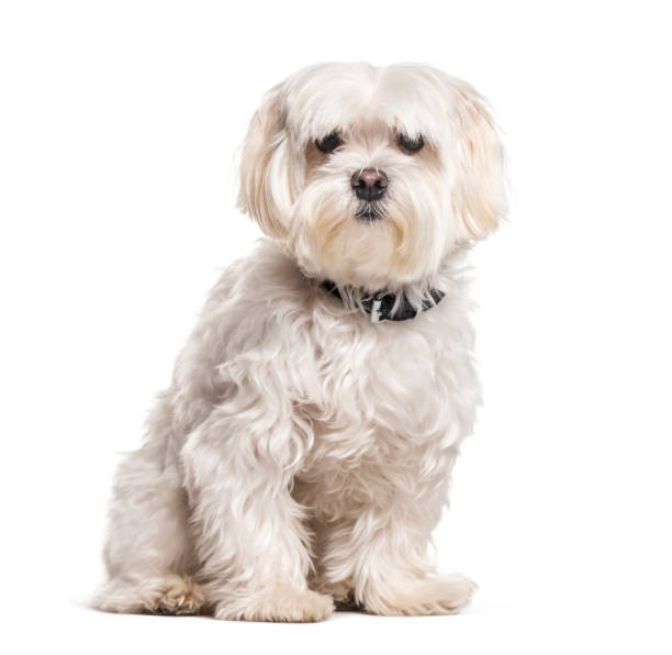 istock Coton de Tulear wearing a collar, isolated on white 1218046102