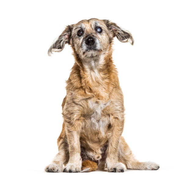 istock One-eyed blind graying, Crossbreed dog, isolated on white 1218046253