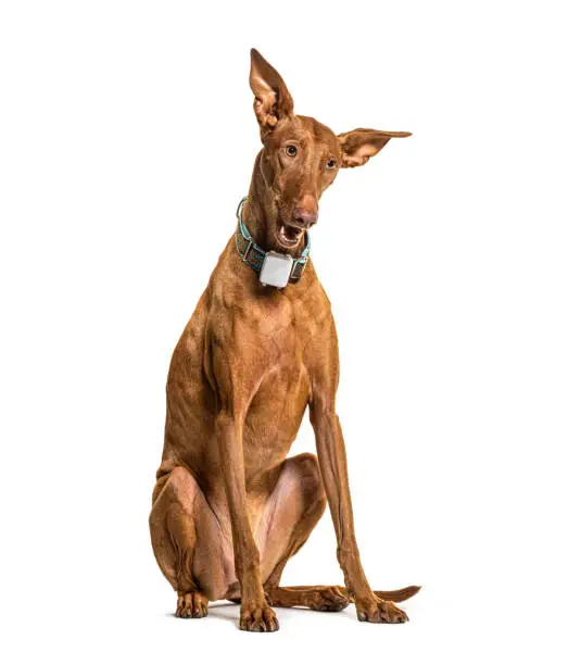 Sitting Podenco wearing a collar, isolated on white