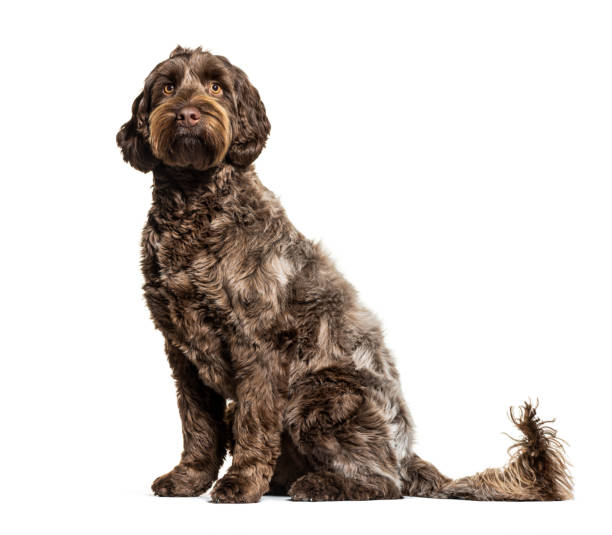 istock Labradoodle, crossbreed dog between labrador and toy poodle, isolated on white 1218046865