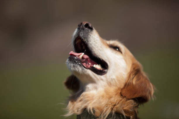 istock Dogs Mouth Close Up with Eyes Open 1218046902