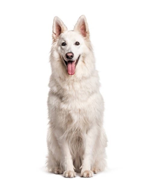 istock White Swiss Shepherd Dog, isolated on white 1218046950
