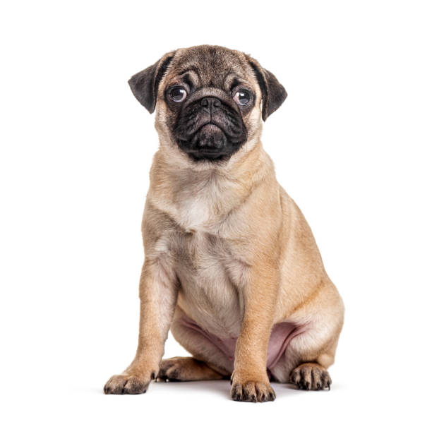 istock Young pug, puppy, sitting, isolated on white 1218046956