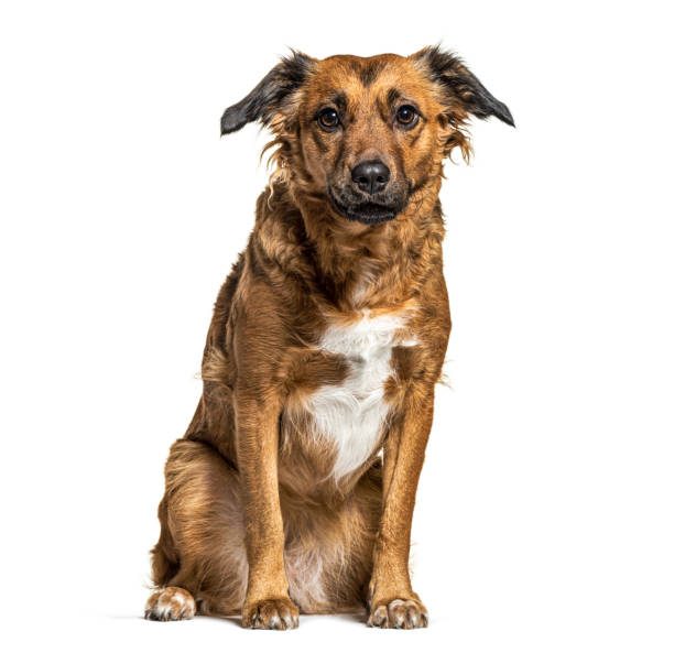 istock Sitting Crossbreed dog, isolated on white 1218047083