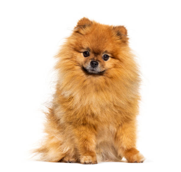 Pomeranian looking at the camera, isolated on white Pomeranian looking at the camera, isolated on white pomeranian pets mammal small stock pictures, royalty-free photos & images