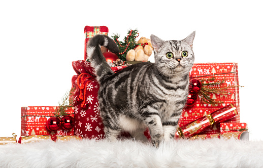 Cute white and tan cat is curled up inside of a festive basket in front of a decorated Christmas tree and Christmas gifts stacked in piles.
