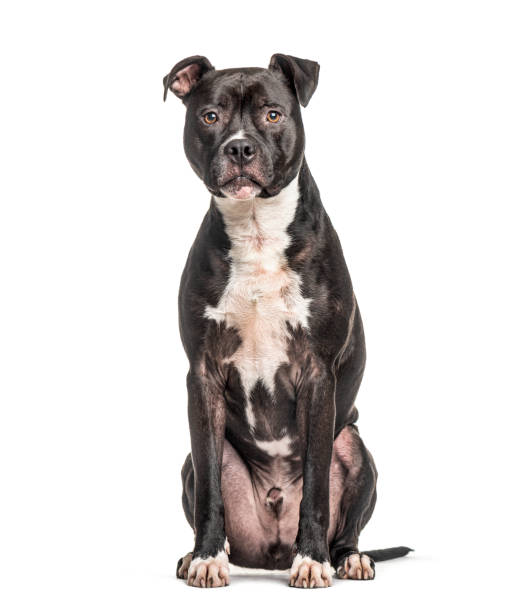 istock American Staffordshire Terrier, isolated on white 1218047473