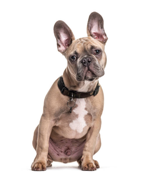 istock Sitting French bulldog with collar, isolated on white 1218047549