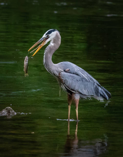 istock A great blue heron flips a fish around to swallow it headfirst 1218048387