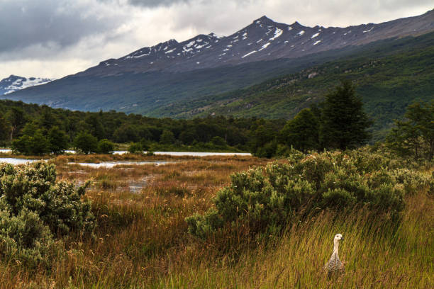 Bahia Lapataia, Tierra del Fuego national park, Argentine Patagonia landscape with a wild bird tierra del fuego national territory stock pictures, royalty-free photos & images