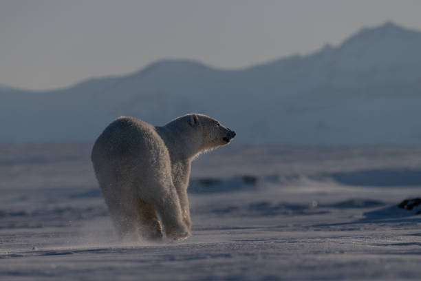 Wild Polar bear runs over the sea ice This wild polar bear running image was taken in the breathtaking Svalbard landscape which is located in the northern Norway. natural pattern pattern nature rock stock pictures, royalty-free photos & images