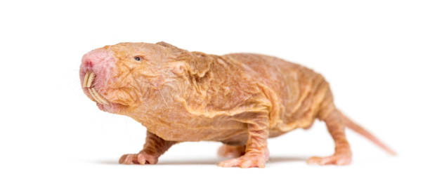 Naked Mole-rat, hairless rat, isolated on wihte Naked Mole-rat, hairless rat, isolated on wihte hairless animal photos stock pictures, royalty-free photos & images