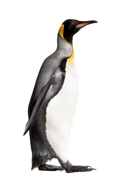 istock Side view of a king penguin walking, isolated on white 1218049887