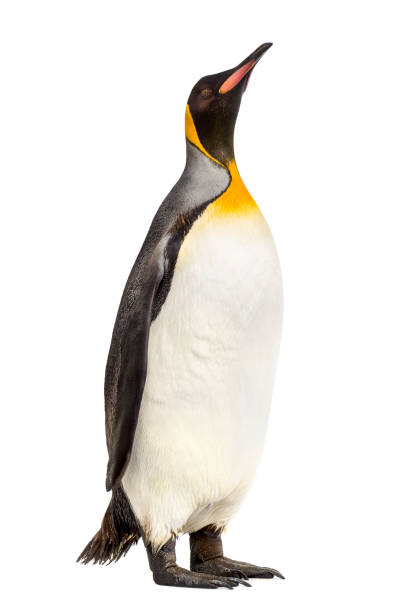 istock king penguin standing in front of a white background 1218049941