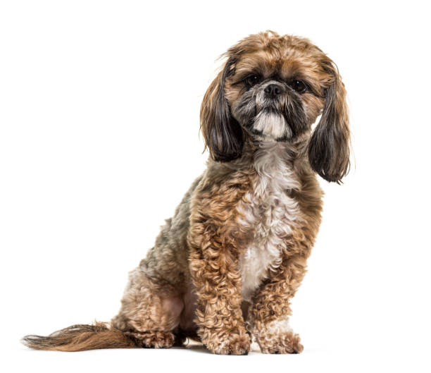 istock Sitting Shih Tzu dog, isolated on white 1218050056