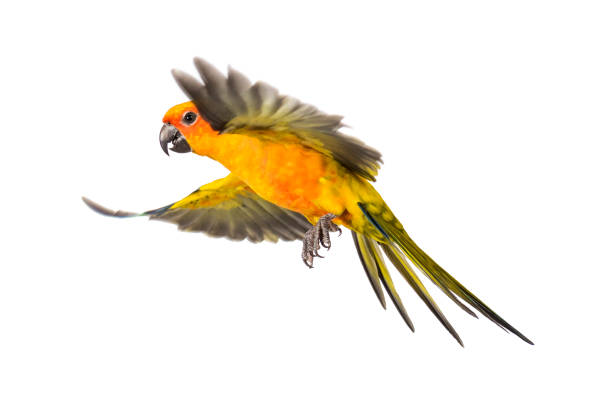 istock sun parakeet, bird, Aratinga solstitialis, flying, isolated 1218050102
