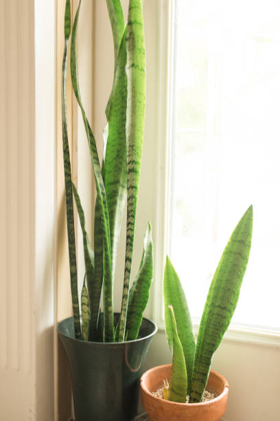 Sansevieria Trifasciata 'Laurentii' Snake Plants