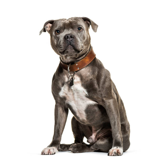 istock Sitting American Stafforshire wearing a collar, isolated on white 1218050747