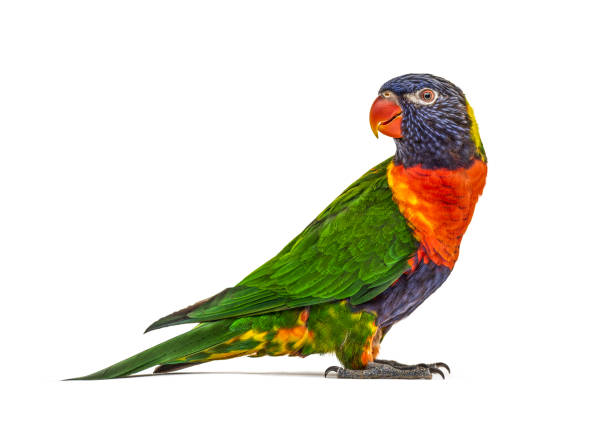 Side view of a Rainbow Lorikeet, Trichoglossus moluccanus, isolated Side view of a Rainbow Lorikeet, Trichoglossus moluccanus, isolated exotic pets photos stock pictures, royalty-free photos & images