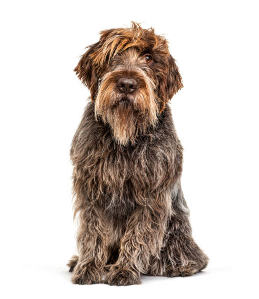 istock Korthals Griffon dog, isolated on white 1218051201
