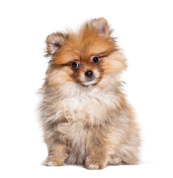 istock Young Pomeranian staring at the camera, isolated on white 1218051246