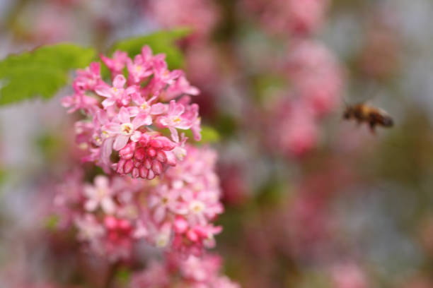 istock Pink flower and bee 1218051512