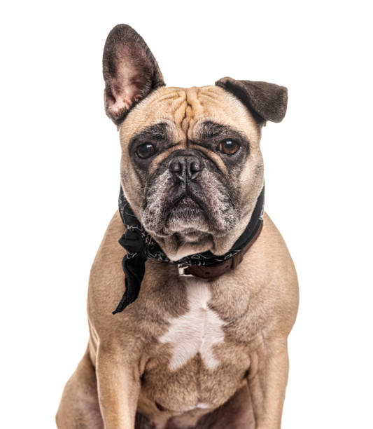istock French Bulldog wearing a scarf, isolated on white 1218051646