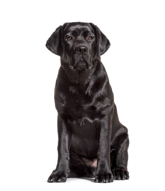 istock Black labrador retriever sitting, isolated on white 1218052174
