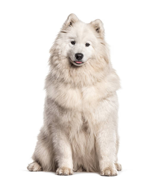 istock White Swiss Shepherd Dog facing, isolated on white 1218052189