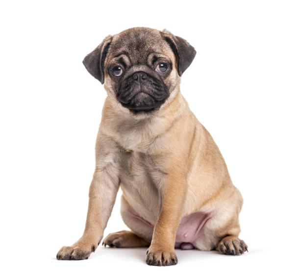 istock Young pug, puppy, sitting, isolated on white 1218052194