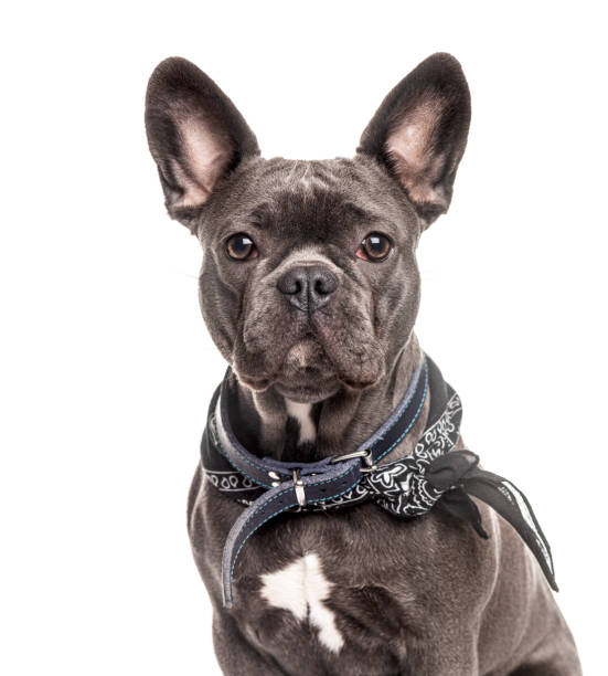 istock French bulldog wearing a scarf, isolated on white 1218052214