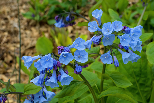 Virginia bluebells on an overcast day. The bluebells have rounded and gray-green leaves, borne on stems up to 24 in. Flowers have five petals fused into a tube, five stamens, and a central pistil.