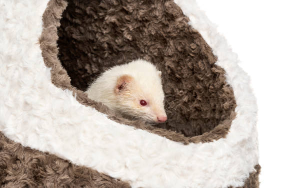 istock White Ferret in its basket 1218052254