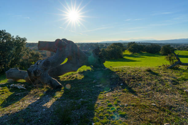 istock tree trunk in the front with meadow landscape with trees and green grass and sun with star shapes 1218052312