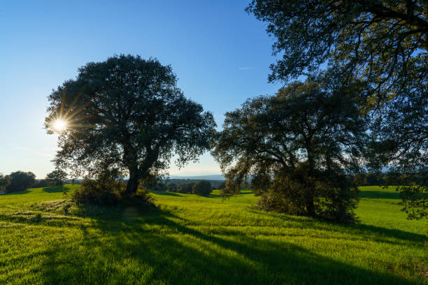 istock trees and branches under the sun in a green meadow with green grass under blue sky and mountains in background 1218052319