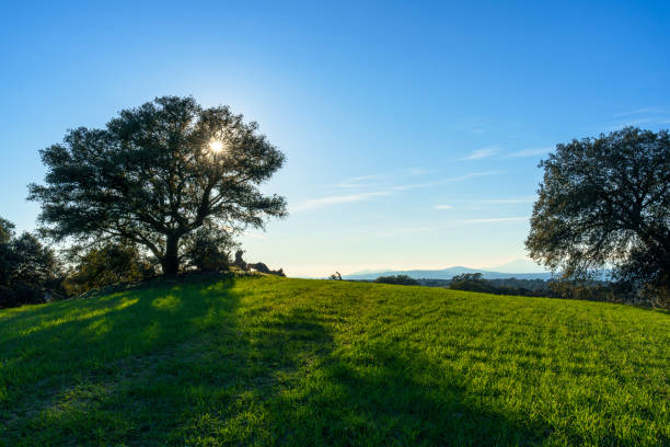 istock trees and branches under the sun in a green meadow with green grass under blue sky and mountains in background 1218052342