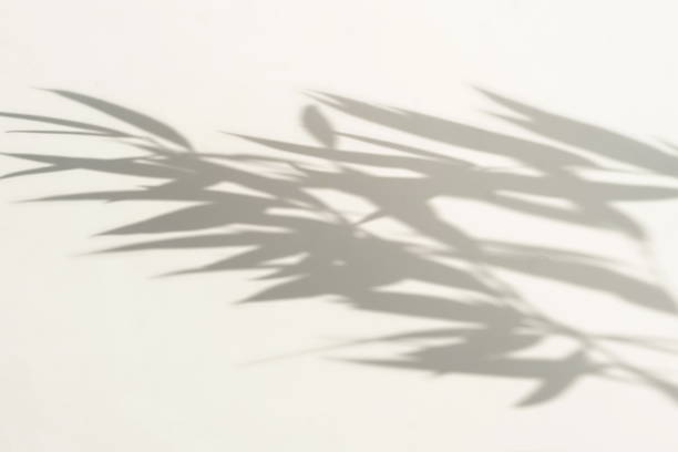 istock natural leaves shadow background . Abstract tree branch falling on light wall texture for backdrop and wallpaper.Floral card. 1218052354