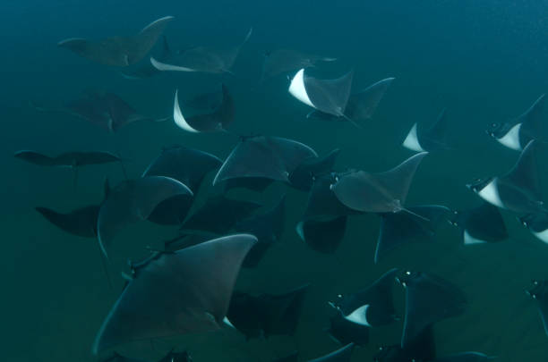 mobula manta of sea
