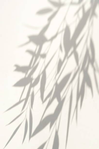 istock natural leaves shadow background . Abstract tree branch falling on light wall texture for backdrop and wallpaper.Floral card. 1218052614