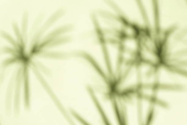 istock natural leaves shadow background . Abstract tree branch falling on light wall texture for backdrop and wallpaper.Floral card. 1218052936