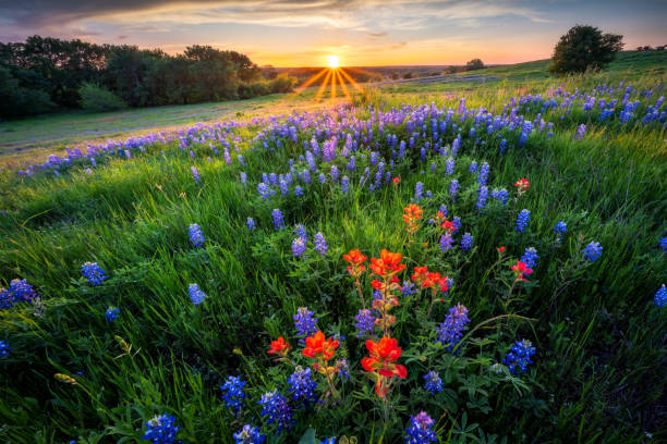 texas bluebonnets al tramonto - indian paintbrush foto e immagini stock