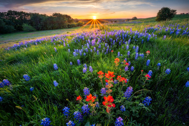 Texas Bluebonnets at Sunset Ennis Texas Bluebonnets at sunset lupine flower photos stock pictures, royalty-free photos & images