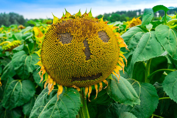 istock a sunflower is on the field 1218053503