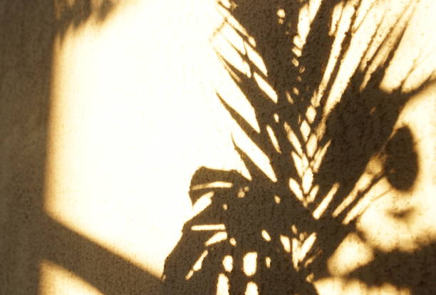 istock natural leaves shadow background . Abstract tree branch falling on light wall texture for backdrop and wallpaper.Floral card. 1218053523